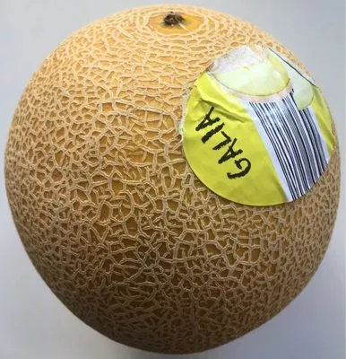 Melon jaune  , code 20950699