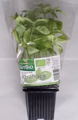 Albahaca Gutbio 1 planta, code 24020312